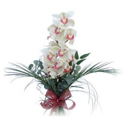 Beyaz Orkide