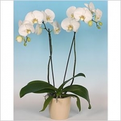 Çift Dallı Orkide