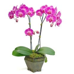 Çift Dallı Pembe Orkide